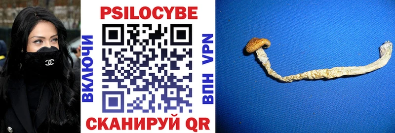 наркота  Махачкала  Псилоцибиновые грибы Psilocybine cubensis 